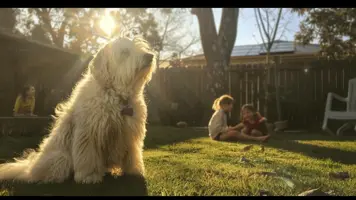 Old English Sheepdog En Sjarmerende og Beskyttende Familiehund 1