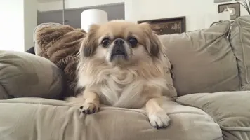 Pekingeser Sjarmerende Lovehjerter med Unik Personlighet 1