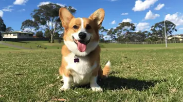Pembroke Welsh Corgi Sjarmerende og Allsidig Hunderase 1