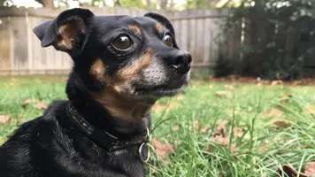 Pinscher Fascinerende Historie og Mangfoldige Raser 1