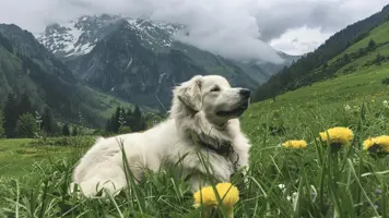 Pyreneerhund En Majestetisk og Lojal Folgesvenn 1