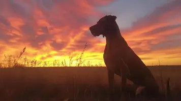 Rhodesian Ridgeback En Uovertruffen Lovejeger fra Afrika 1
