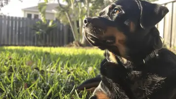 Rottweiler Lojal Sterk og Intelligent Hunderase 1