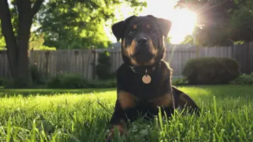 Rottweiler valp Lojal Modig og Vennlig 1