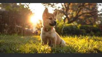 Shiba Inu valp En sjarmerende liten folgesvenn 1