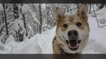 Sibirsk laika En lojal og allsidig folgesvenn 1