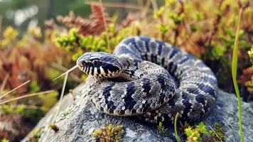 Slanger i Norge Fascinerende Arter og Deres Habitats 1
