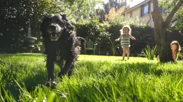 Stabyhoun En Allsidig og Vennlig Familiehund 1