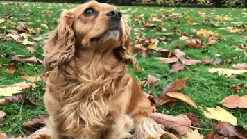 Sussex Spaniel Fascinerende Historie og Opprinnelse 1