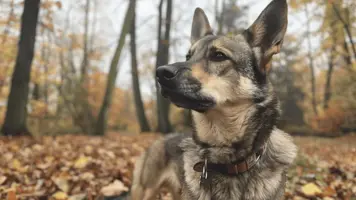 Tsjekkoslovakisk Ulvehund Fascinerende Historie og Opprinnelse 1