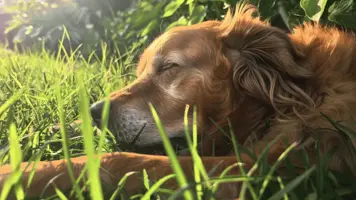 Vepsestikk hund Unnga farlige reaksjoner effektivt 1