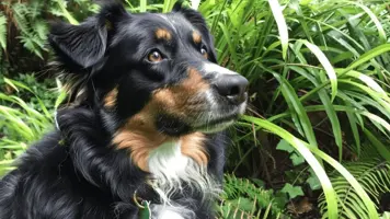 Vorstehhund En Allsidig Jaktkamerat Fra Tyskland 1