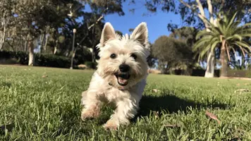 West Highland White Terrier Sjarmerende og Energisk Hunderase 1