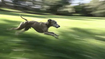 Whippet Sjarmerende Rask og Familievennlig Hunderase 1