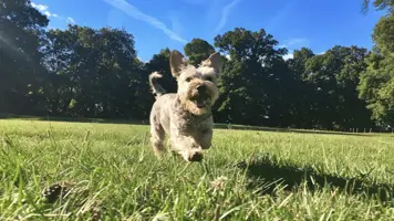 Wire Fox Terrier Energisk og Familievennlig Hundevalg 1
