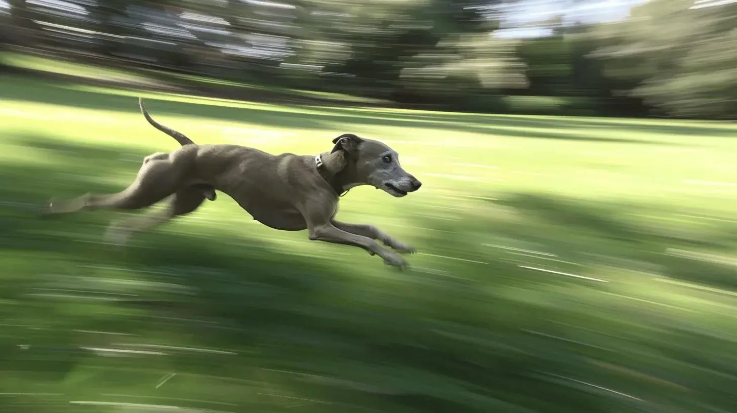 Whippet Sjarmerende Rask og Familievennlig Hunderase 1
